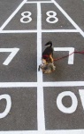 image of silky_terrier