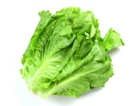 image of lettuce #27