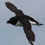 image of bird