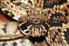 image of diamondback #22