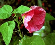 image of flower