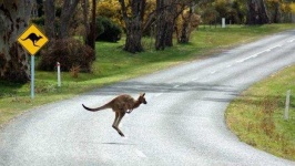 image of animal