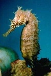 image of sea_horse