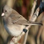 image of bird