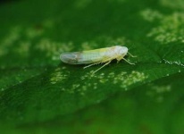 image of leafhopper