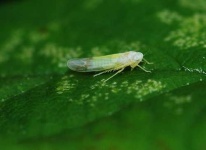 image of leafhopper #23