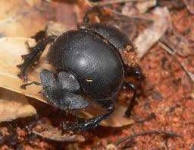 image of beetle #56