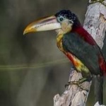 image of bird