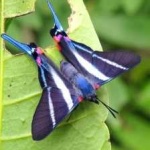 image of animal