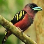 image of banded_broadbill #30