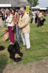 image of afghan_hound #12