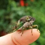 image of cicada