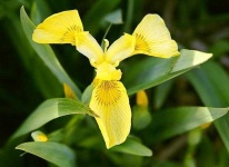 image of yellow_iris #1