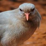 image of bird