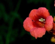 image of flower