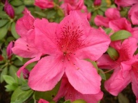 image of azalea #32