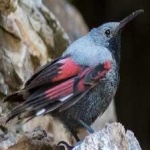 image of bird
