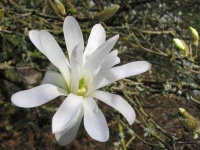 image of magnolia #4