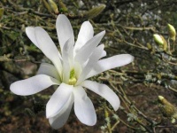 image of flower