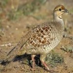 image of black_francolin #33