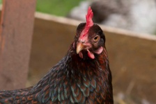 image of chicken #29