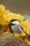image of chickadee