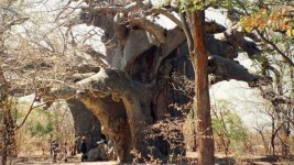 image of tree