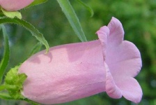 image of flower