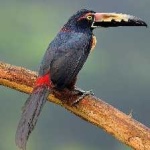 image of bird