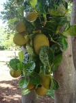 image of jackfruit #7