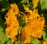 image of flower
