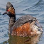 image of bird