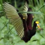 image of bird
