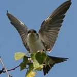 image of bird