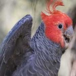 image of bird
