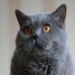 image of animal