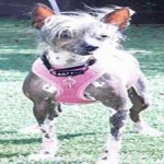 image of animal