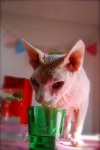 image of animal