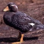 image of bird