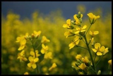 image of rapeseed
