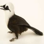 image of bird