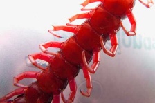 image of centipede