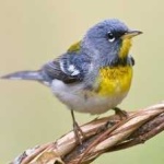 image of bird
