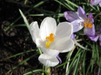 image of flower