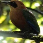 image of bird