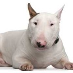 image of animal