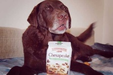 image of chesapeake_bay_retriever