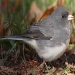 image of bird