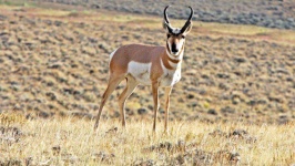 image of animal