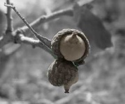 image of acorn